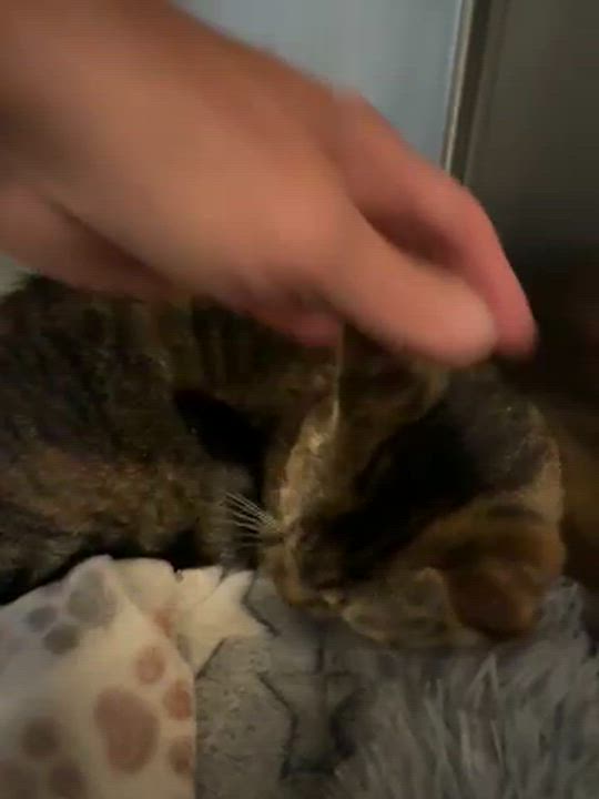 Enlarge Sushi, a Adoptable Domestic Short Hair in Grand Rapids, MI video 5/5