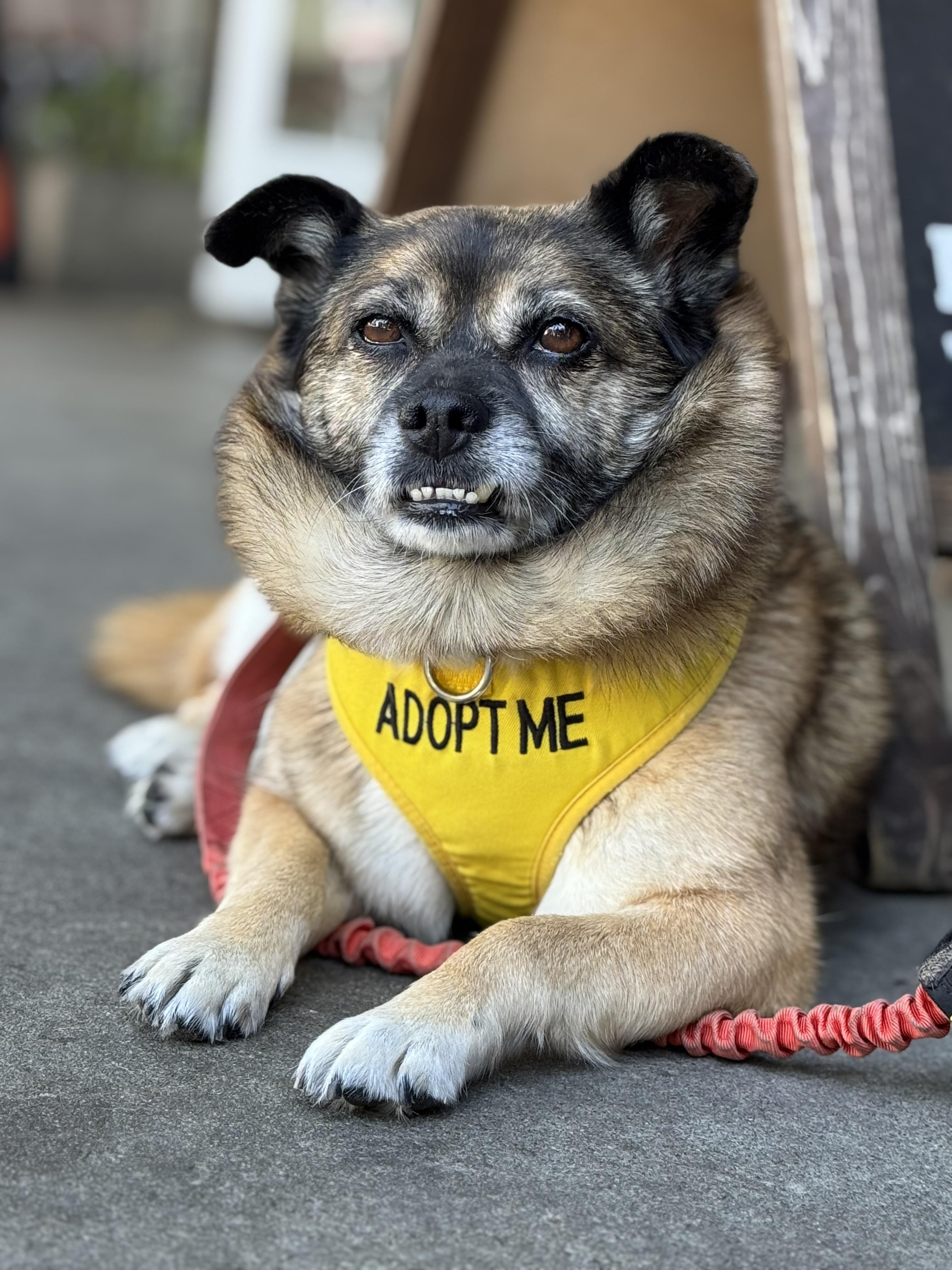 Wonton aka Dumpling, a Adoptable mixed breed in Chatsworth, CA image 1/2