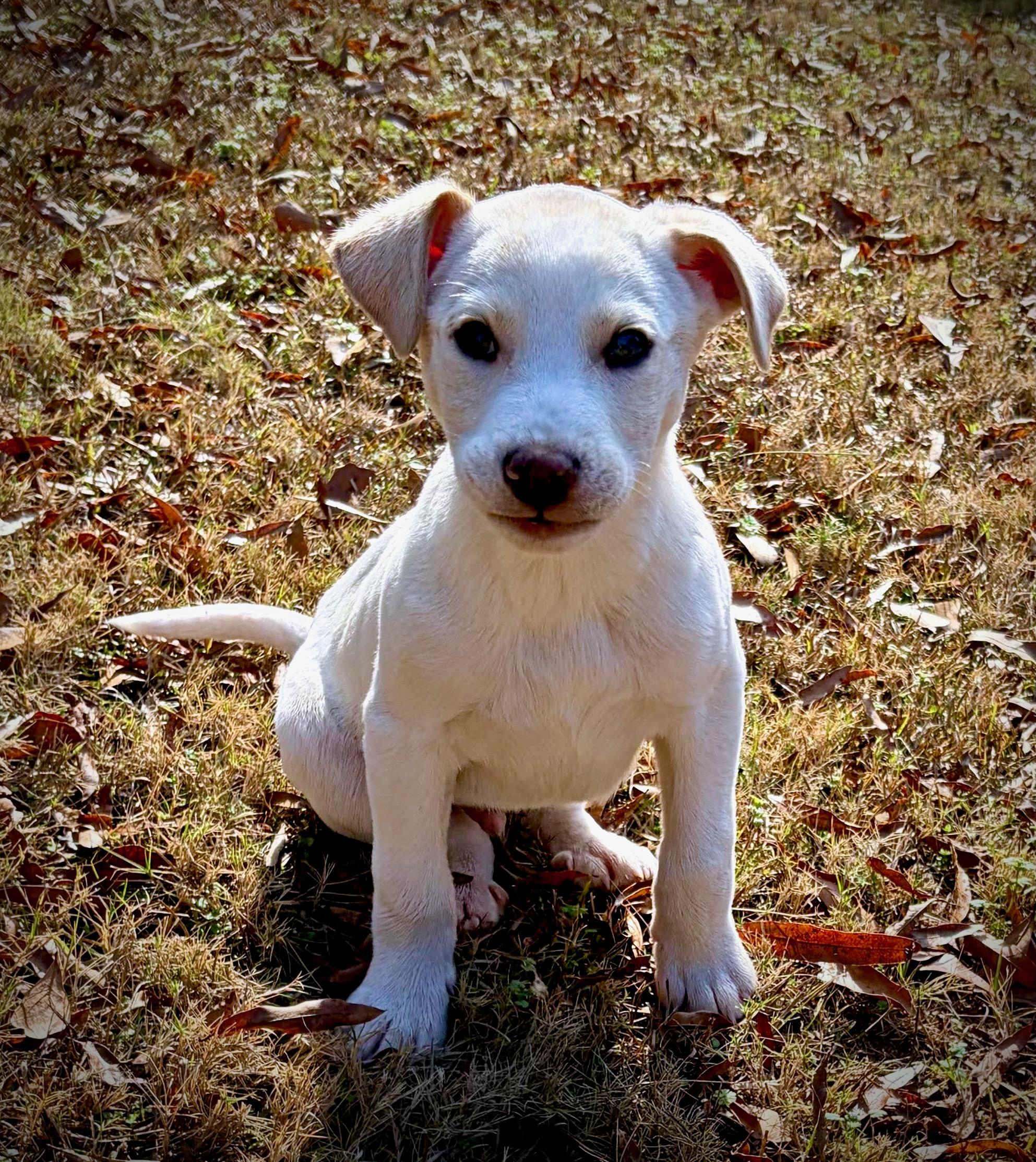 Enlarge Barney, an adopted mixed breed in Oxford, GA image 1/1