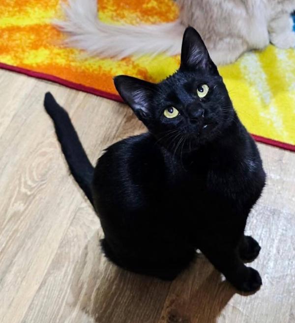 LILLY from KUWAIT, ADOPTABLE, Kitten Female Domestic Short Hair.