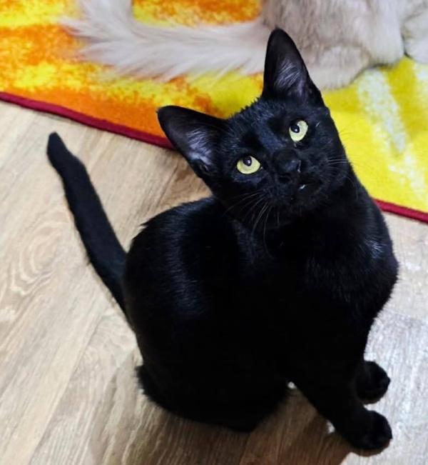 Enlarge LILLY from KUWAIT, a ADOPTABLE Domestic Short Hair in Madison, WI image 3/3