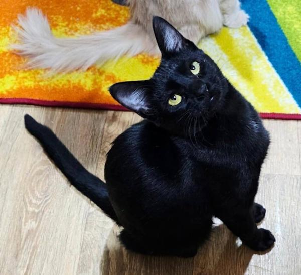 Enlarge LILLY from KUWAIT, a ADOPTABLE Domestic Short Hair in Madison, WI image 2/3