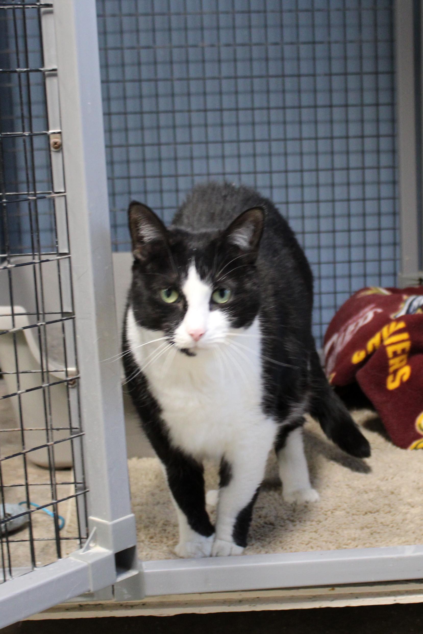 Spunky, a Adoptable Tuxedo in Urbana, OH image 5/6