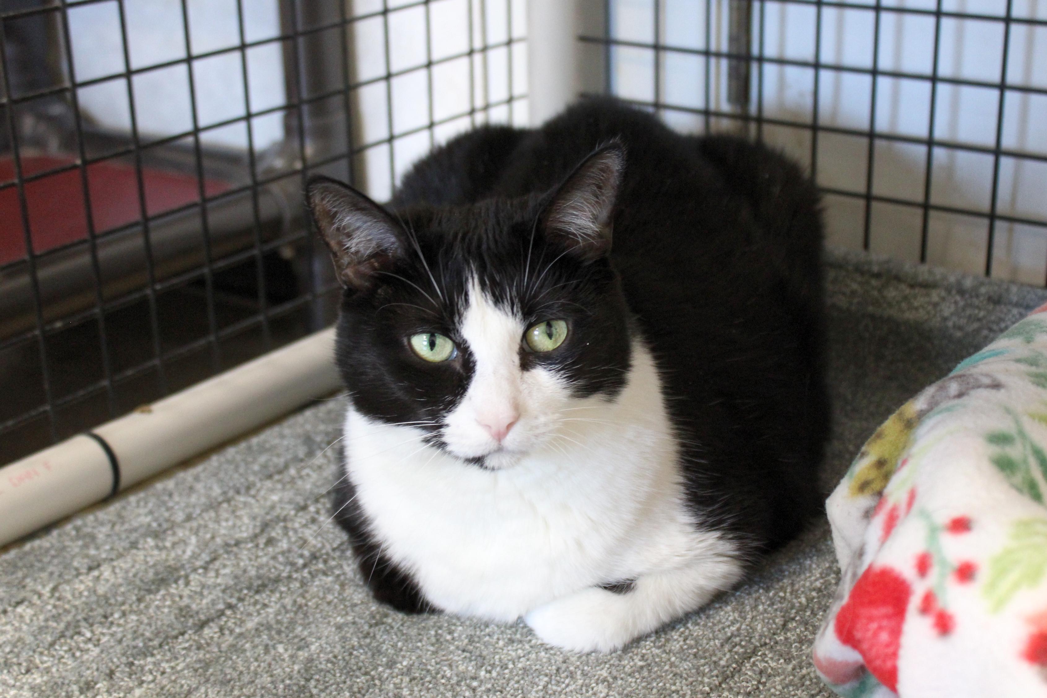 Spunky, a Adoptable Tuxedo in Urbana, OH image 6/6