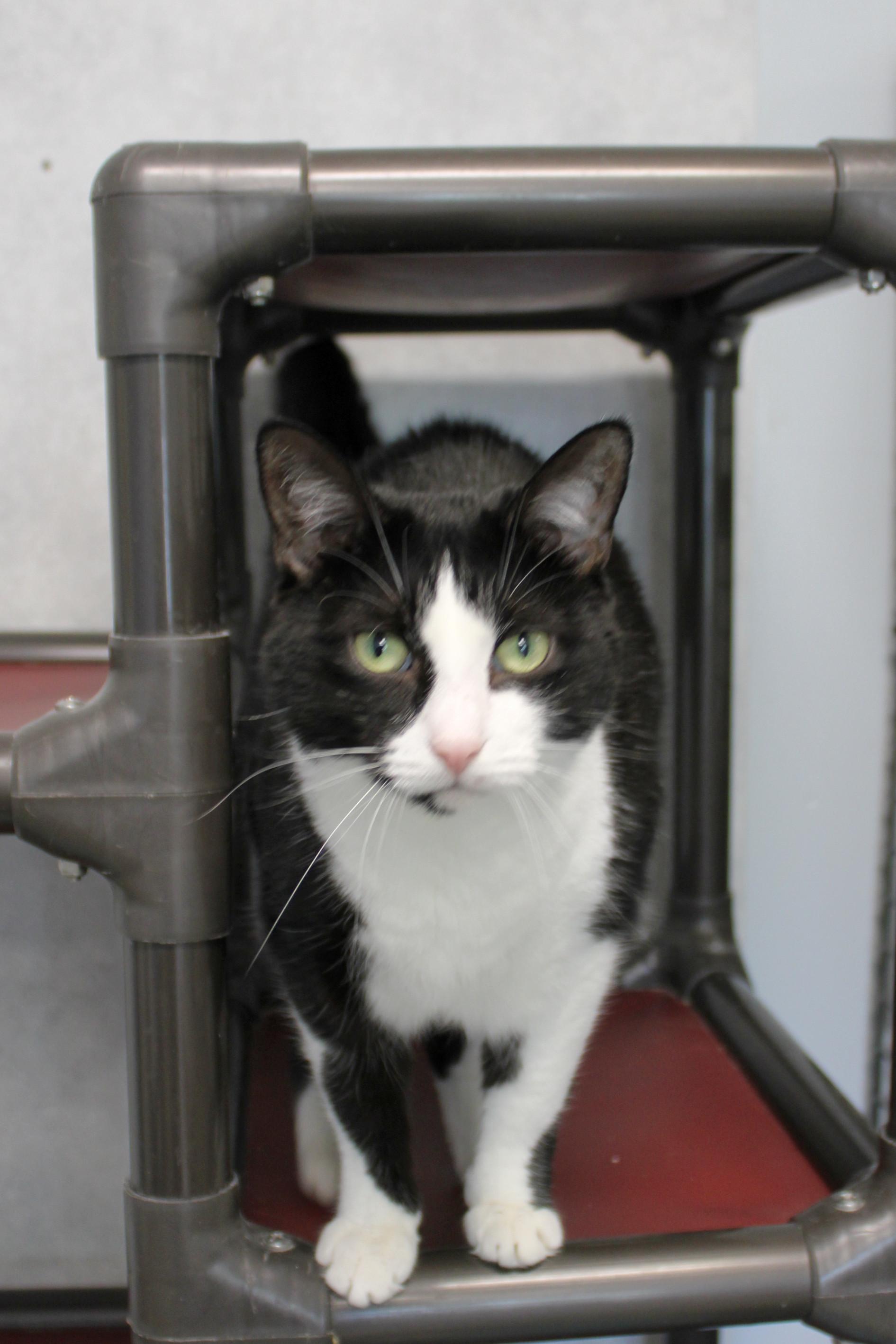 Spunky, a Adoptable Tuxedo in Urbana, OH image 4/6