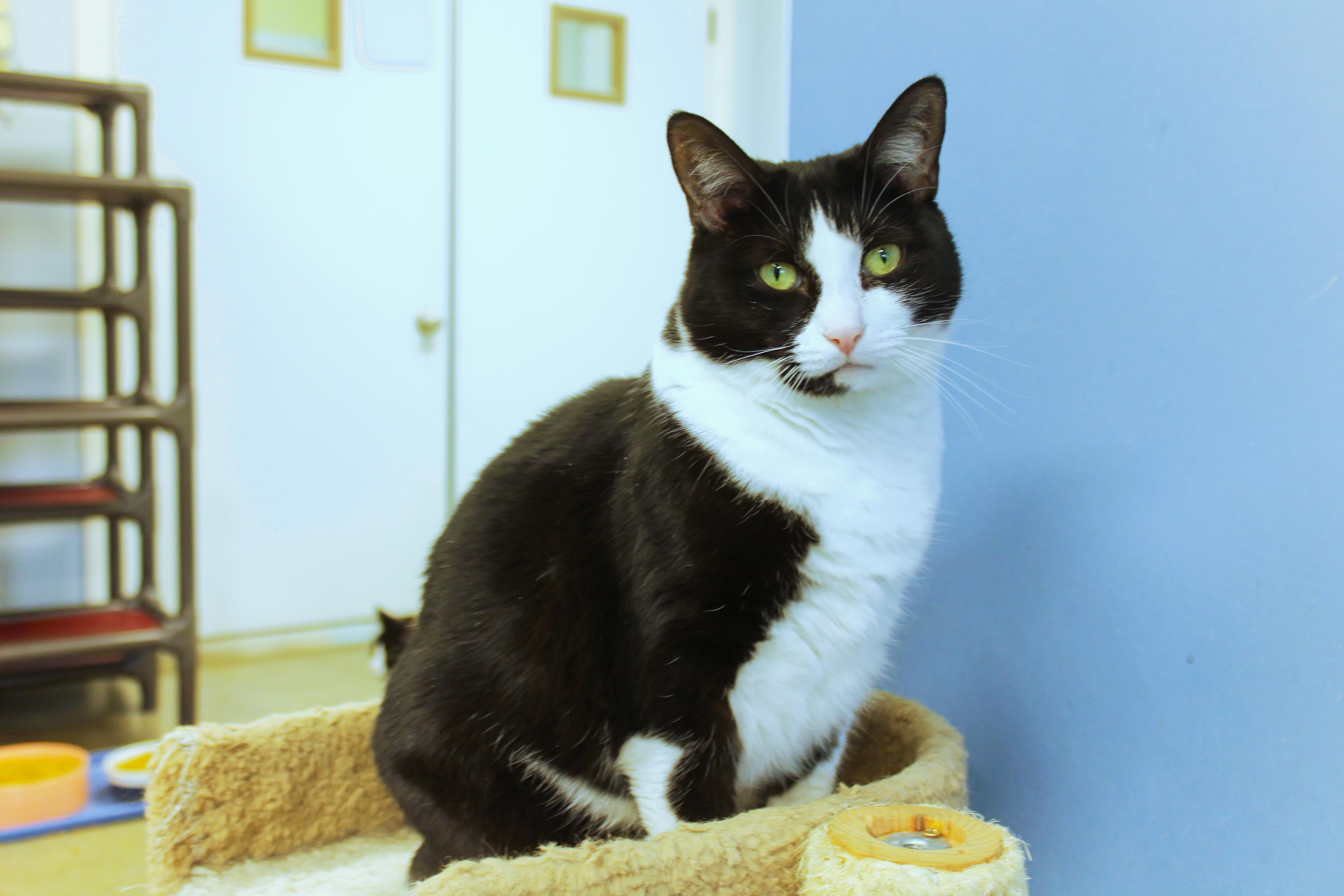 Spunky, Adoptable, Adult Female Tuxedo.