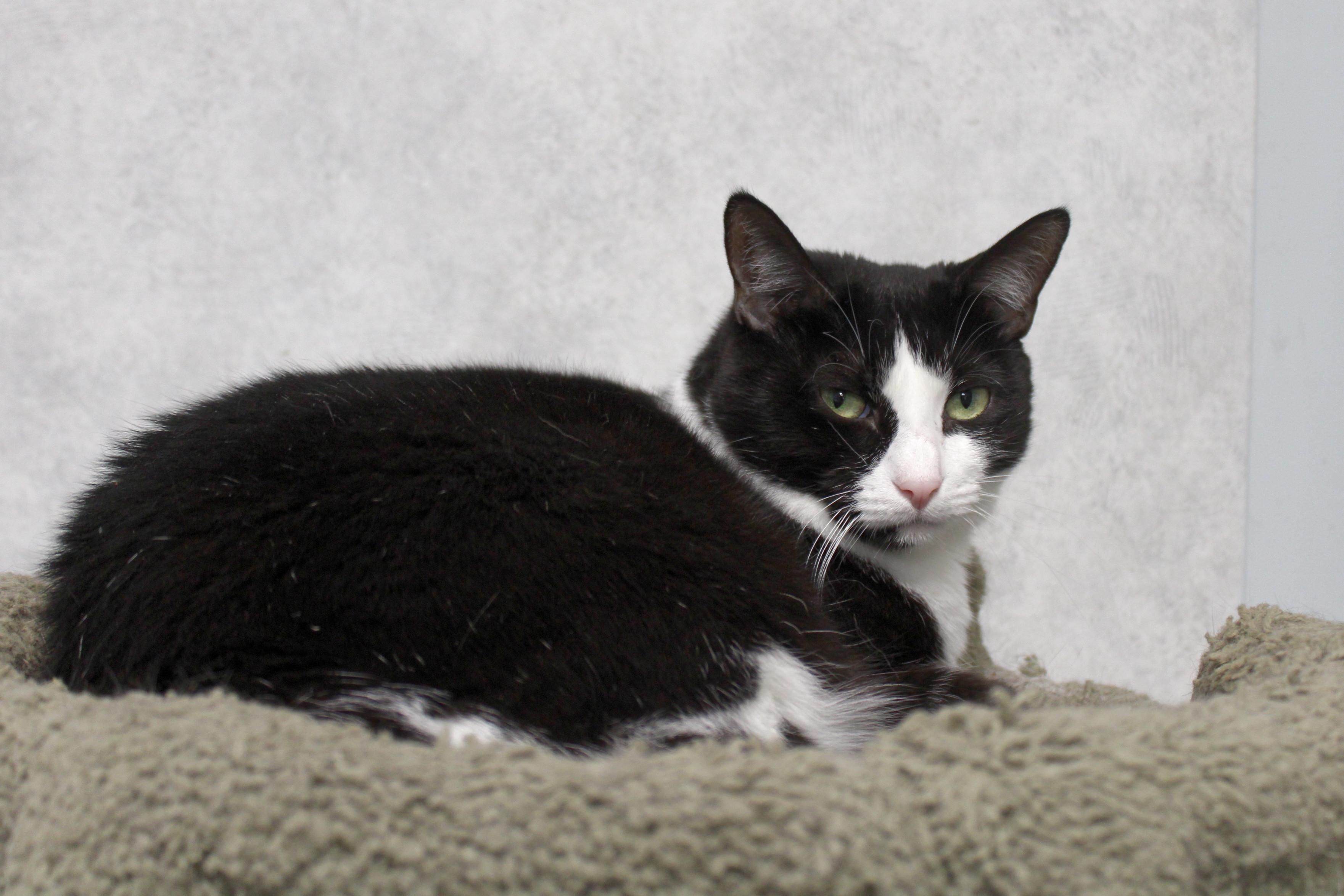 Spunky, a Adoptable Tuxedo in Urbana, OH image 2/6
