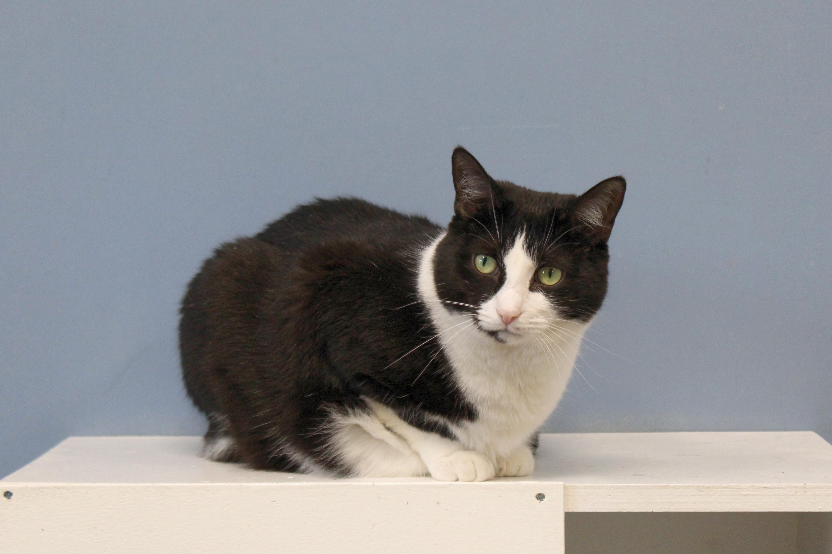 Spunky, Adoptable, Adult Female Tuxedo.