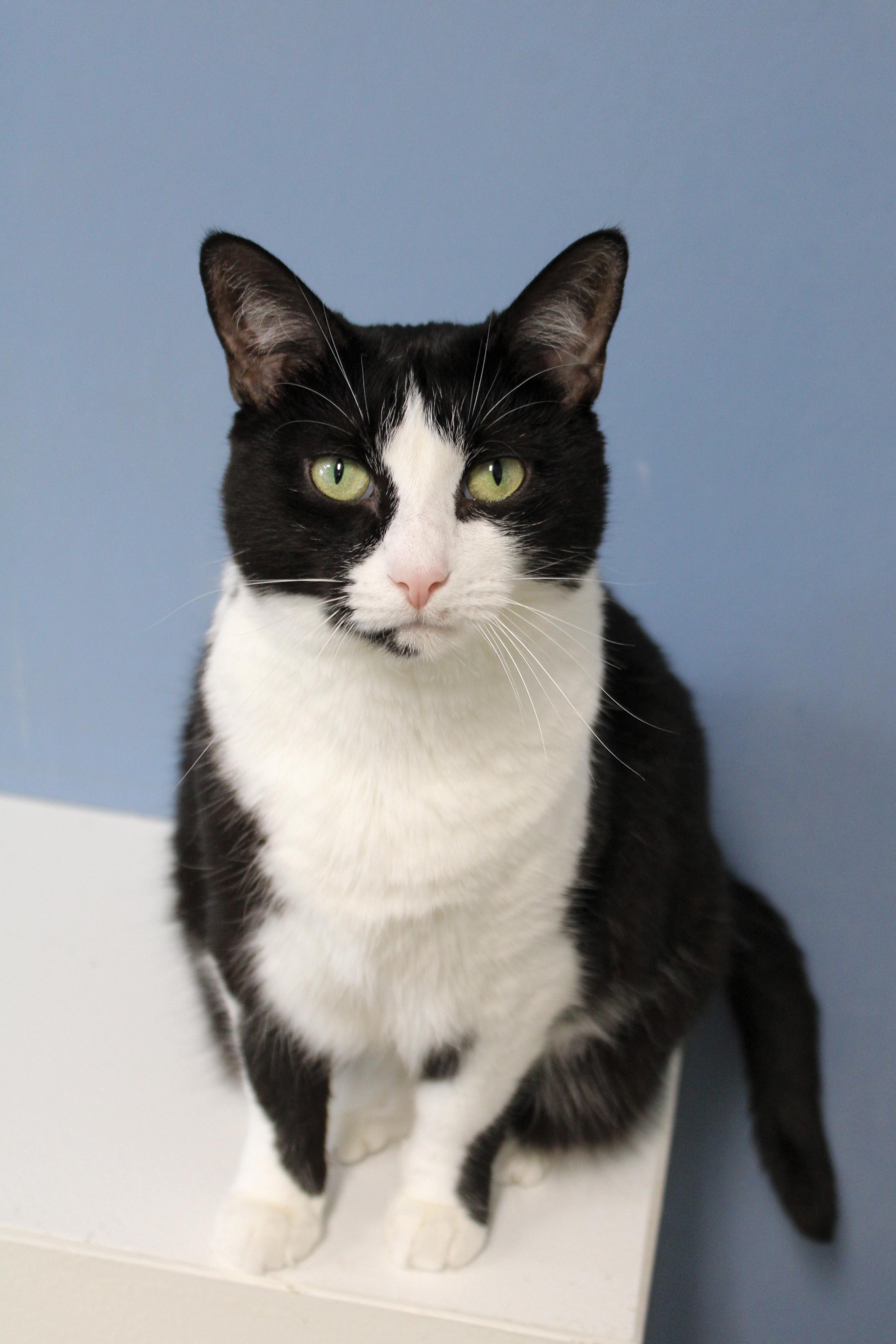 Spunky, a Adoptable Tuxedo in Urbana, OH image 3/6