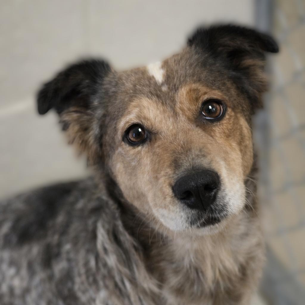 Velvet, Adoptable, Adult Female Mixed Breed.
