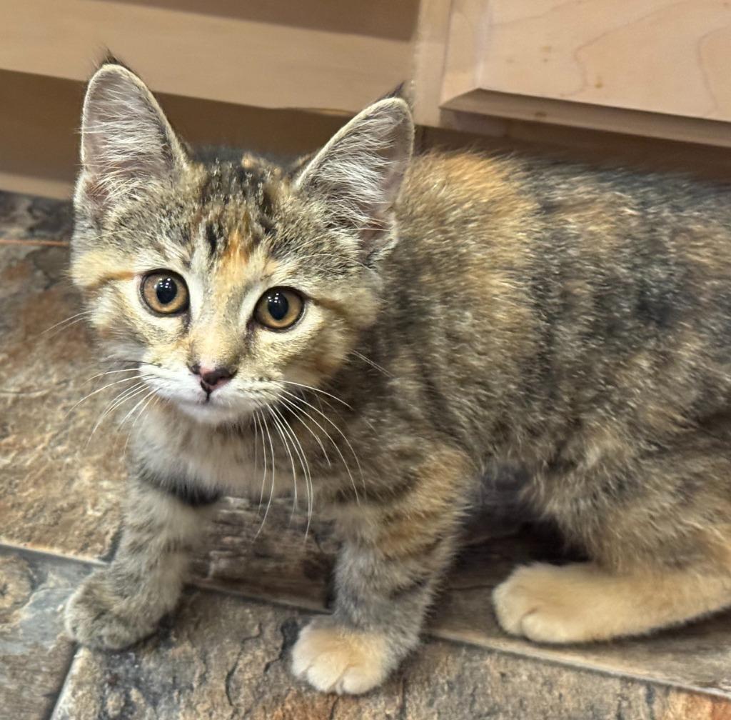 Enlarge Cherry *IN FOSTER*, a Adoptable mixed breed in South Bend, IN image 2/3