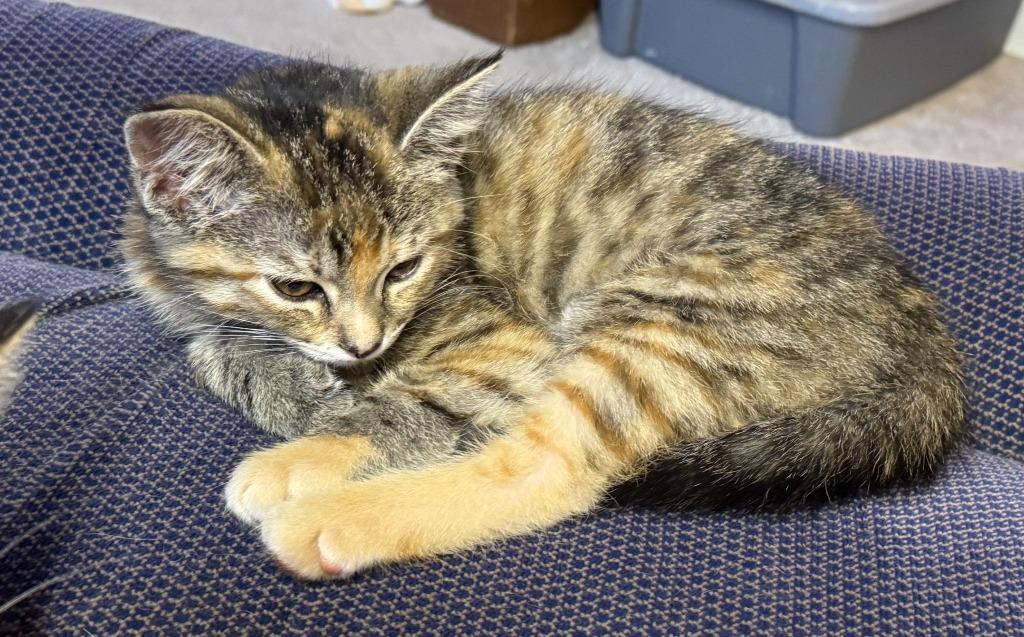 Enlarge Cherry *IN FOSTER*, a Adoptable mixed breed in South Bend, IN image 3/3