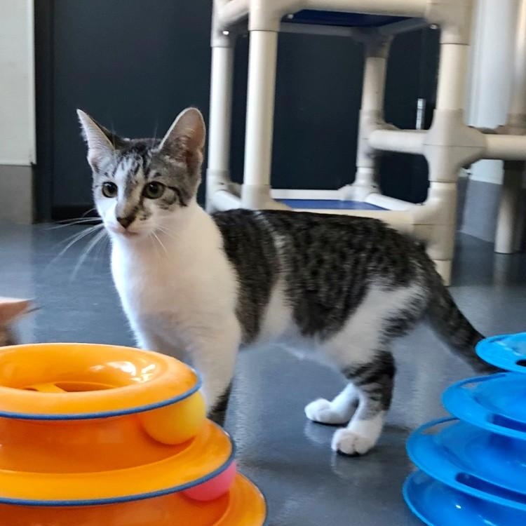 Enlarge Pia, a Adopted Domestic Short Hair in Lodi, CA image 4/5