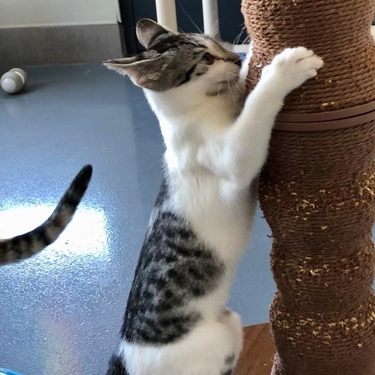 Enlarge Pia, a Adopted Domestic Short Hair in Lodi, CA image 5/5