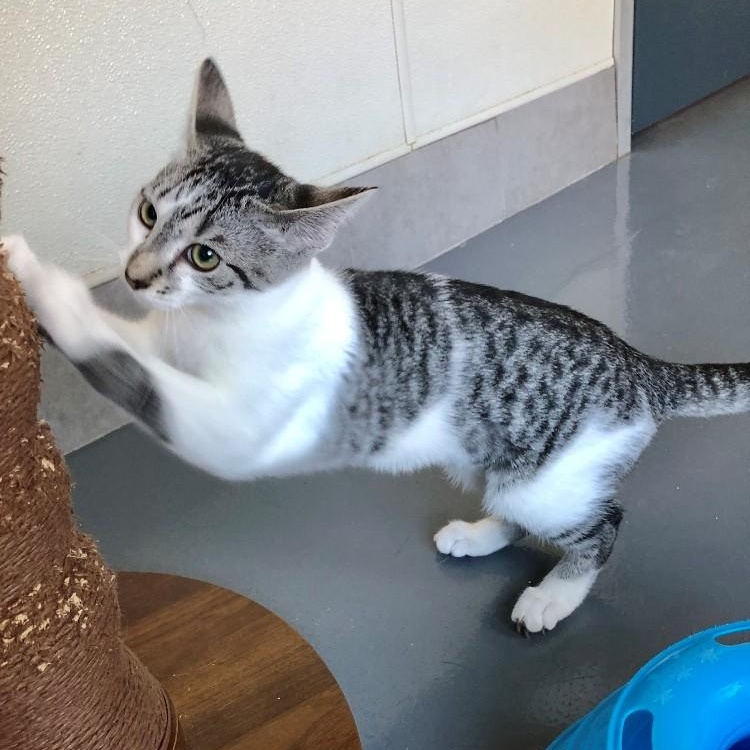Enlarge Pia, a Adopted Domestic Short Hair in Lodi, CA image 2/5