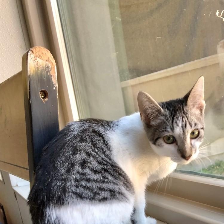 Enlarge Pia, a Adopted Domestic Short Hair in Lodi, CA image 1/5