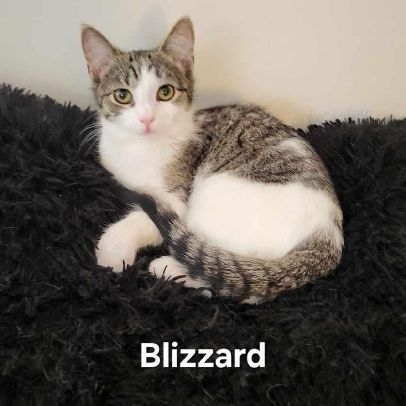 Blizzard , an adopted Domestic Short Hair in Sewell, NJ image 2/2