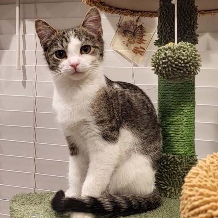 Blizzard , adopted, Kitten Female Domestic Short Hair.