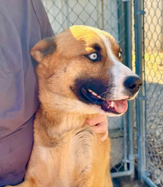 Enlarge KILO, a Adoptable mixed breed in Princeton, IN image 1/2