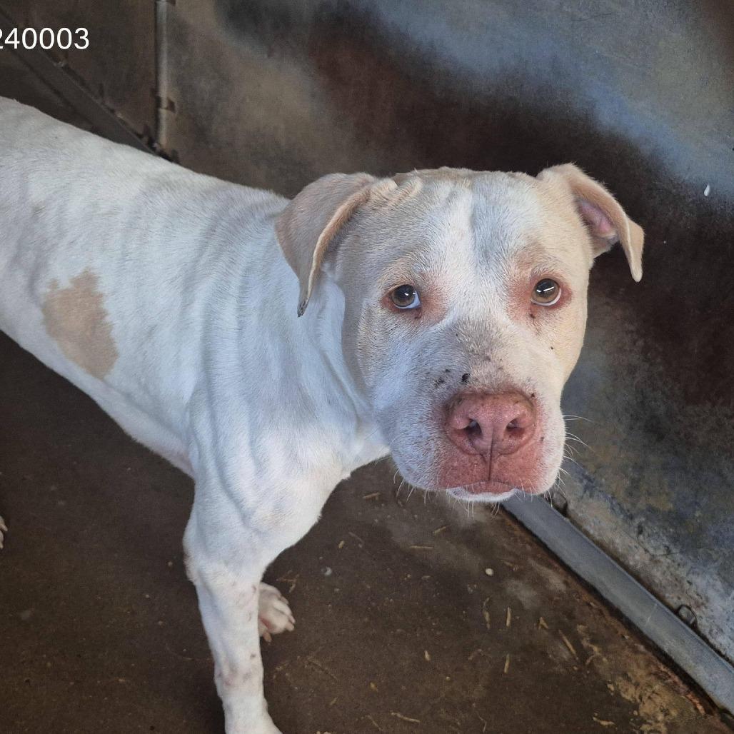Dr. Doolittle, a Adoptable Staffordshire Bull Terrier in Edinburg, TX image 1/3