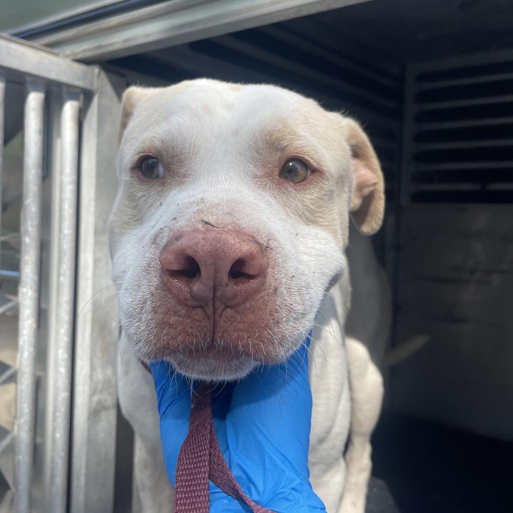 Dr. Doolittle, a Adoptable Staffordshire Bull Terrier in Edinburg, TX image 2/3