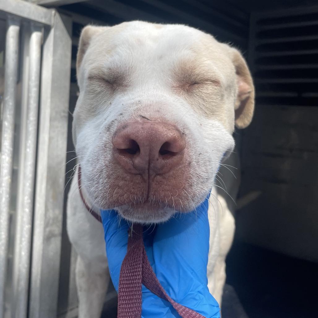 Dr. Doolittle, a Adoptable Staffordshire Bull Terrier in Edinburg, TX image 3/3