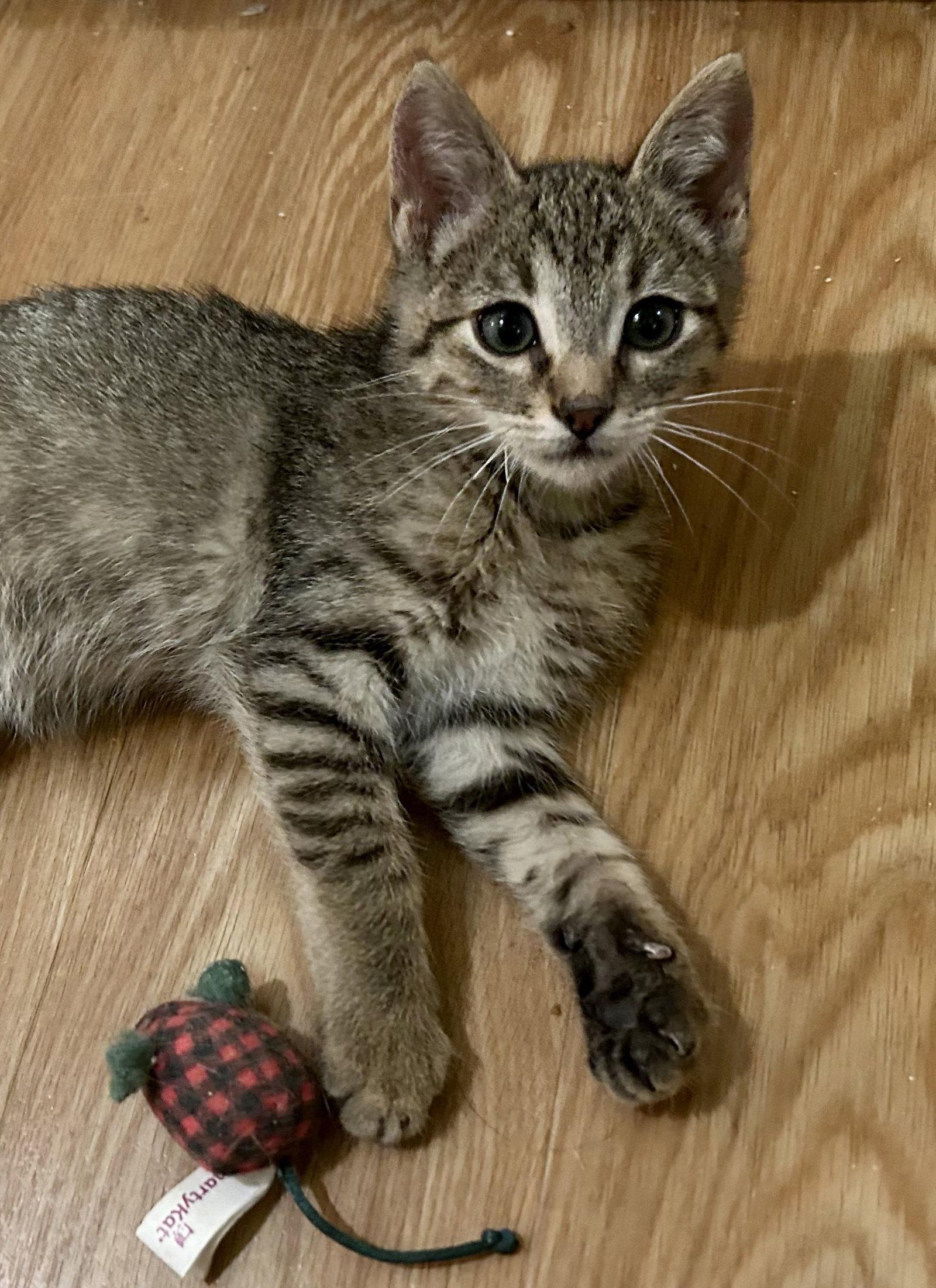 Enlarge Jason, a Adopted Tabby in Plano, TX image 1/1
