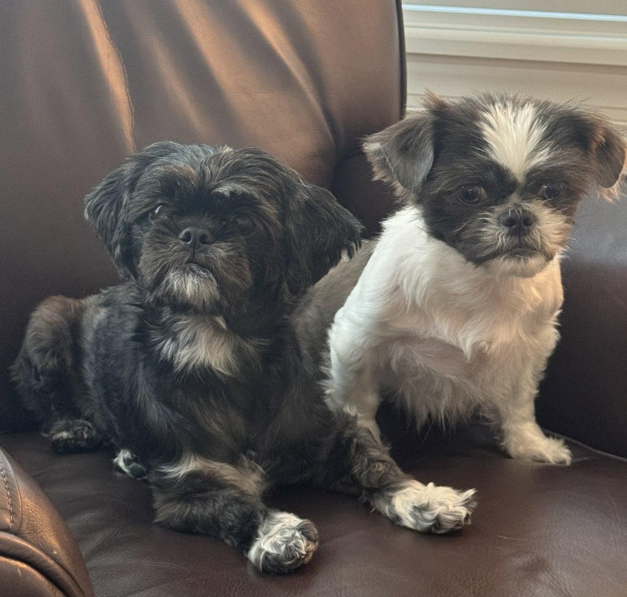 Bonded Pair - Violet & Fiona, Adoptable, Adult Female Shih Tzu.