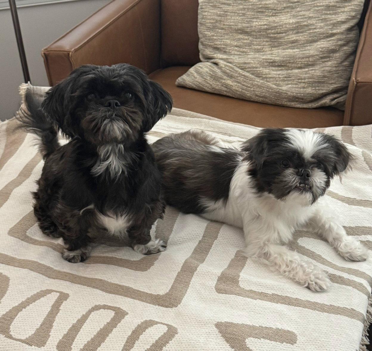 Enlarge Bonded Pair - Violet & Fiona, a Adoptable Shih Tzu in Tampa, FL image 2/2