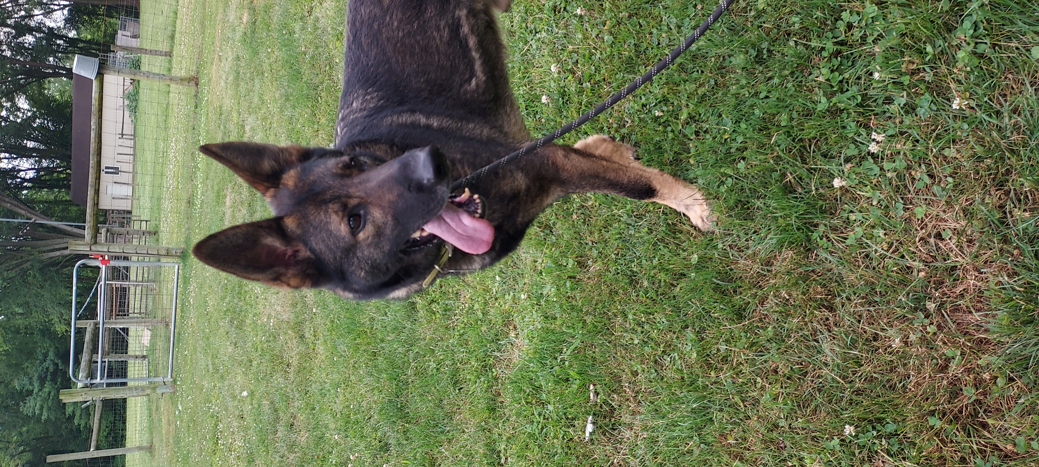 Jake, a Adoptable German Shepherd Dog in Ashland, OH image 2/2
