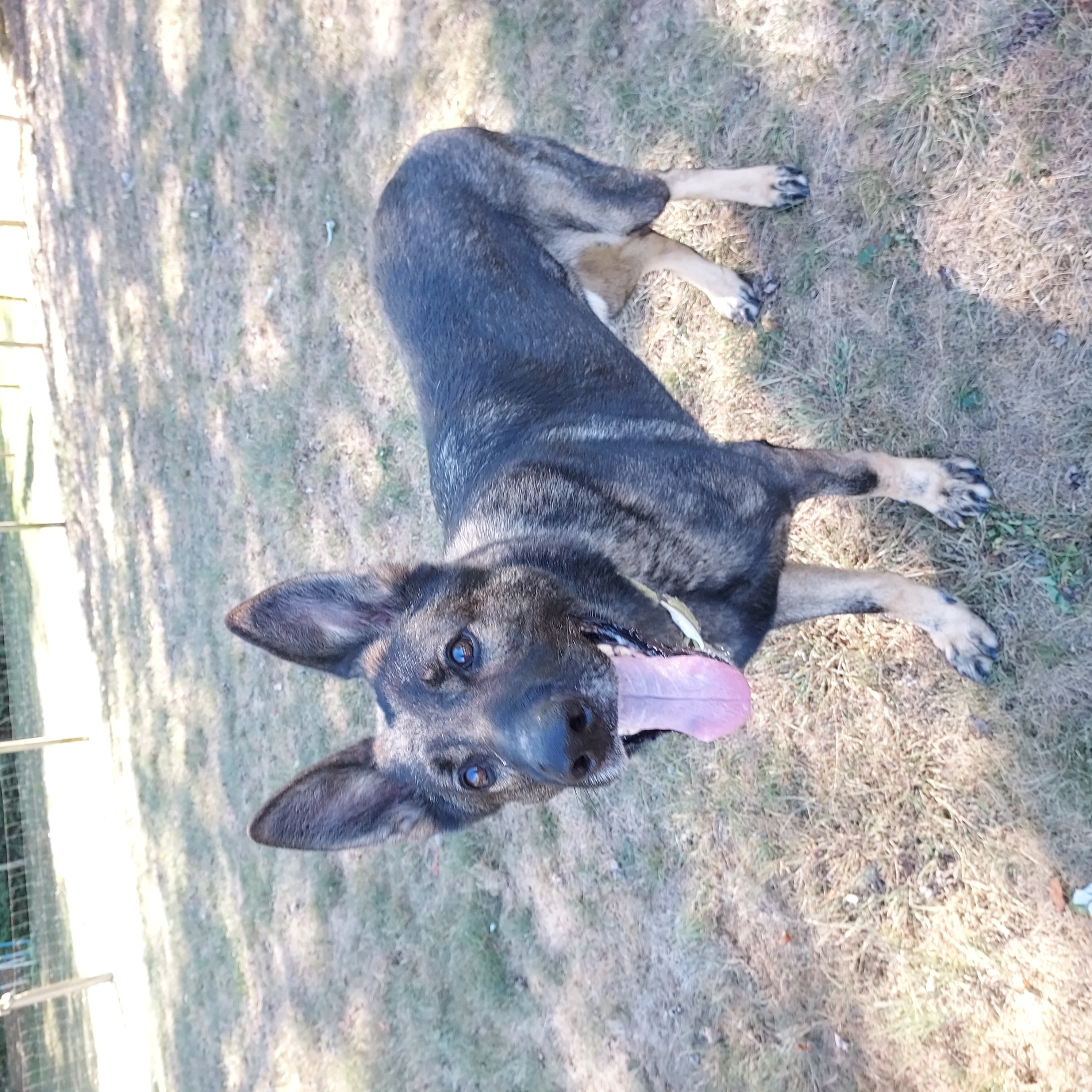 Jake, a Adoptable German Shepherd Dog in Ashland, OH image 1/2