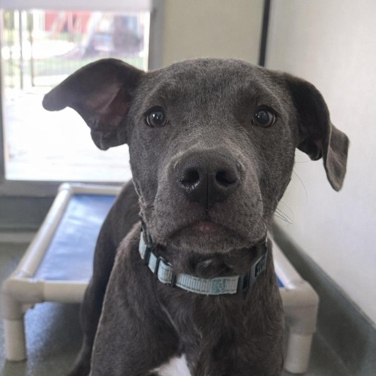 Enlarge Blue Jay, a Adoptable Mixed Breed in Bradenton, FL image 1/2