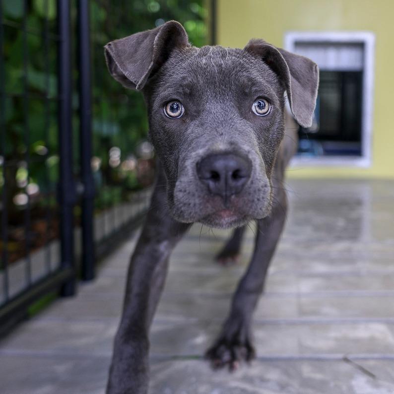 Enlarge Blue Jay, a Adoptable Mixed Breed in Bradenton, FL image 2/2