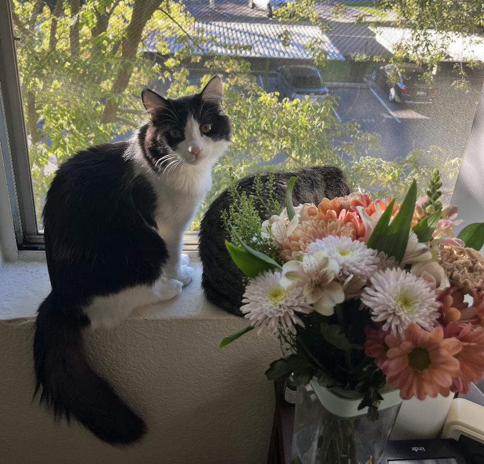 Enlarge Chip, a Adoptable Domestic Long Hair in Davis, CA image 1/3