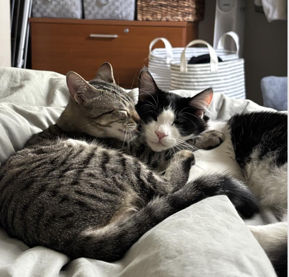 Enlarge Chip, a Adoptable Domestic Long Hair in Davis, CA image 2/3