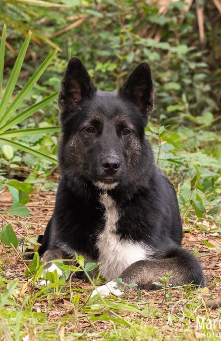 Onyx, ADOPTABLE, Young Female Australian Cattle Dog / Blue Heeler & Husky.