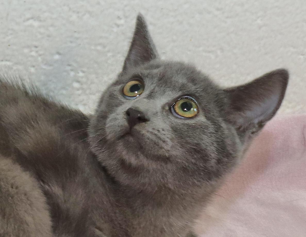 Pearl, adopted, Kitten Female Russian Blue.