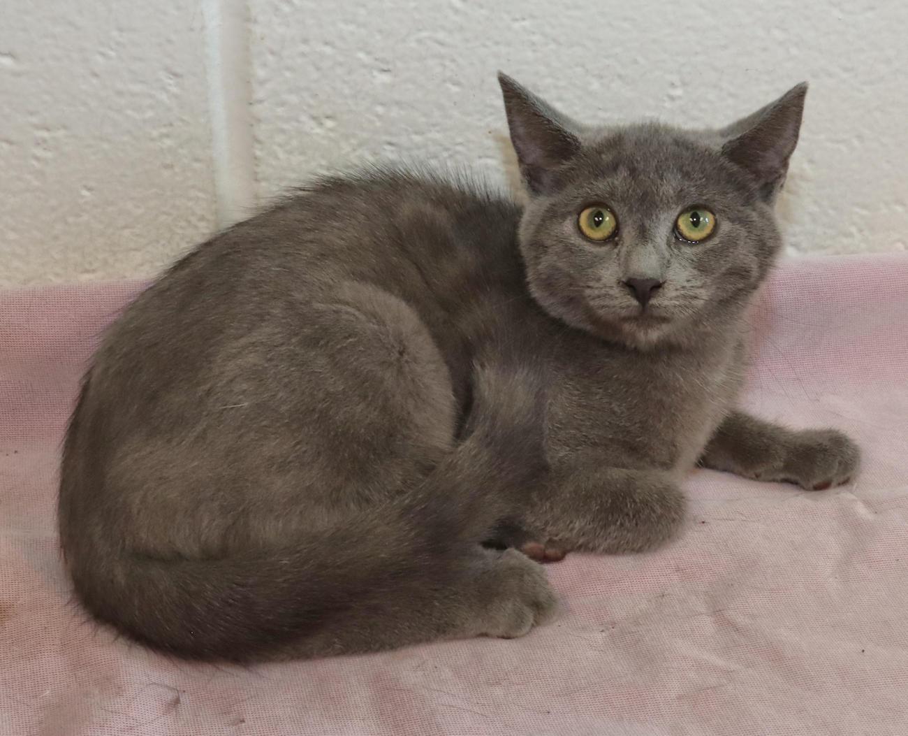 Enlarge Pearl, an adopted mixed breed in Euclid, OH image 6/6