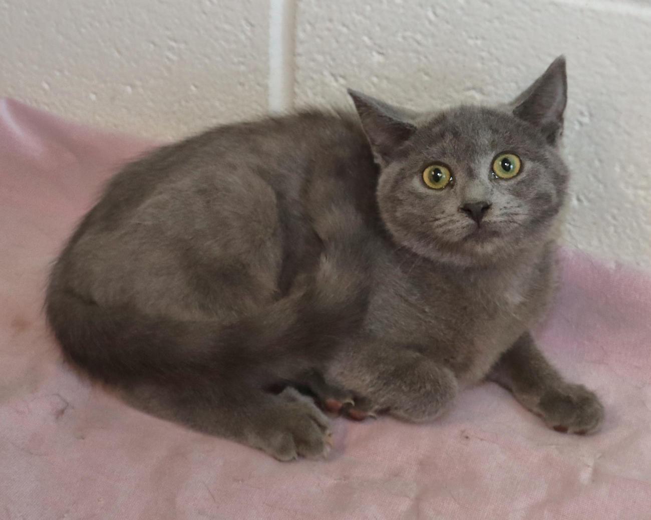Enlarge Pearl, an adopted mixed breed in Euclid, OH image 5/6