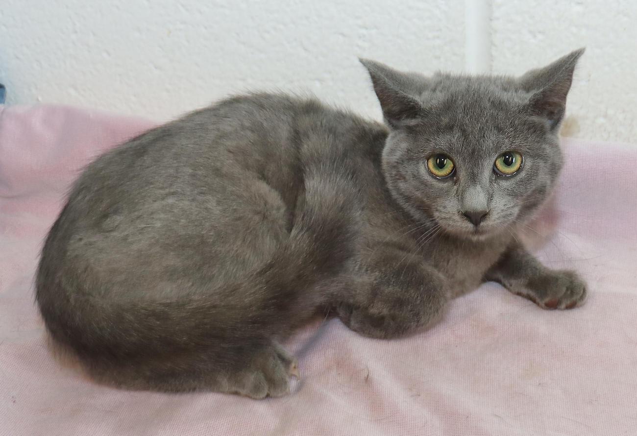 Enlarge Pearl, an adopted mixed breed in Euclid, OH image 4/6