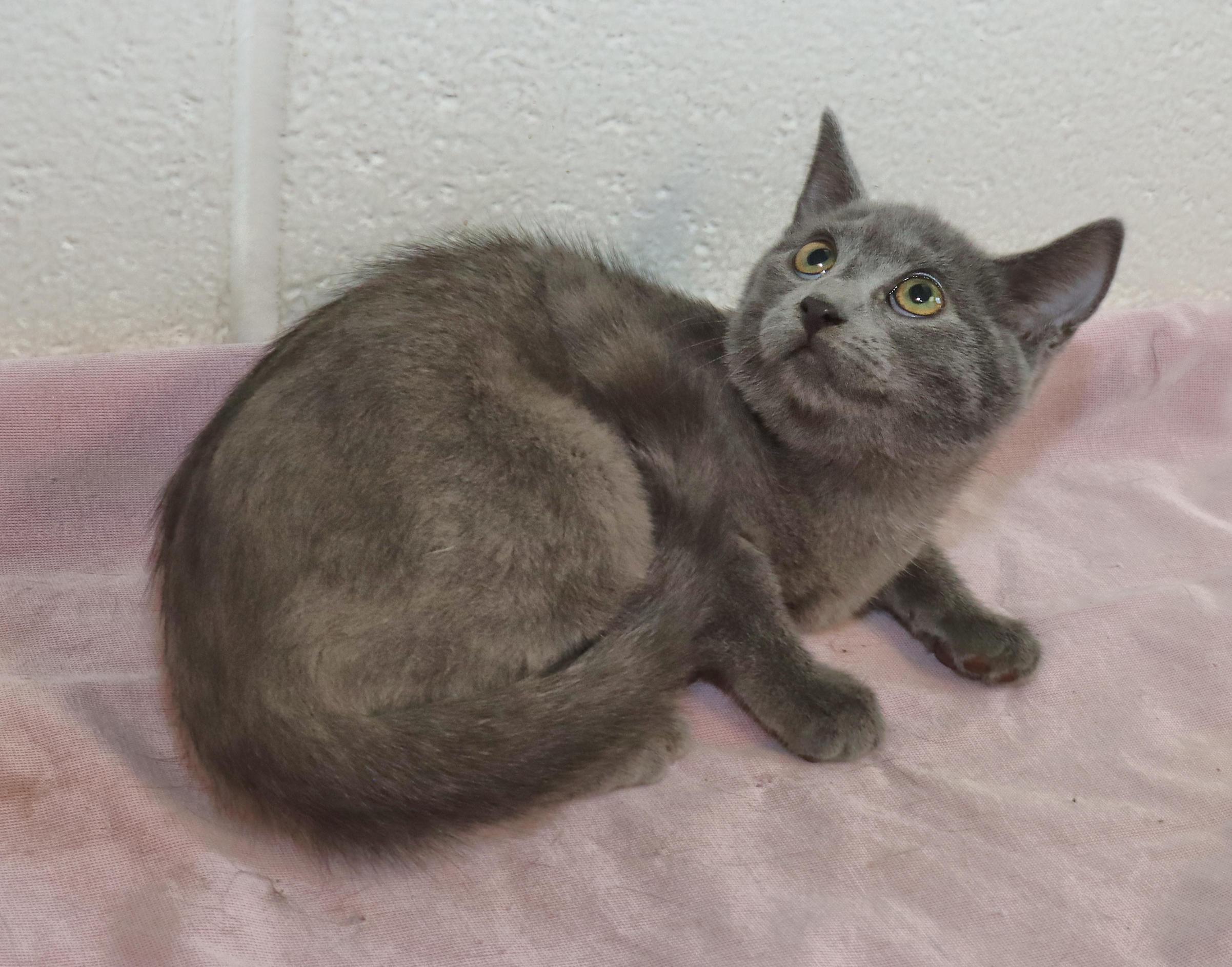 Enlarge Pearl, an adopted mixed breed in Euclid, OH image 3/6
