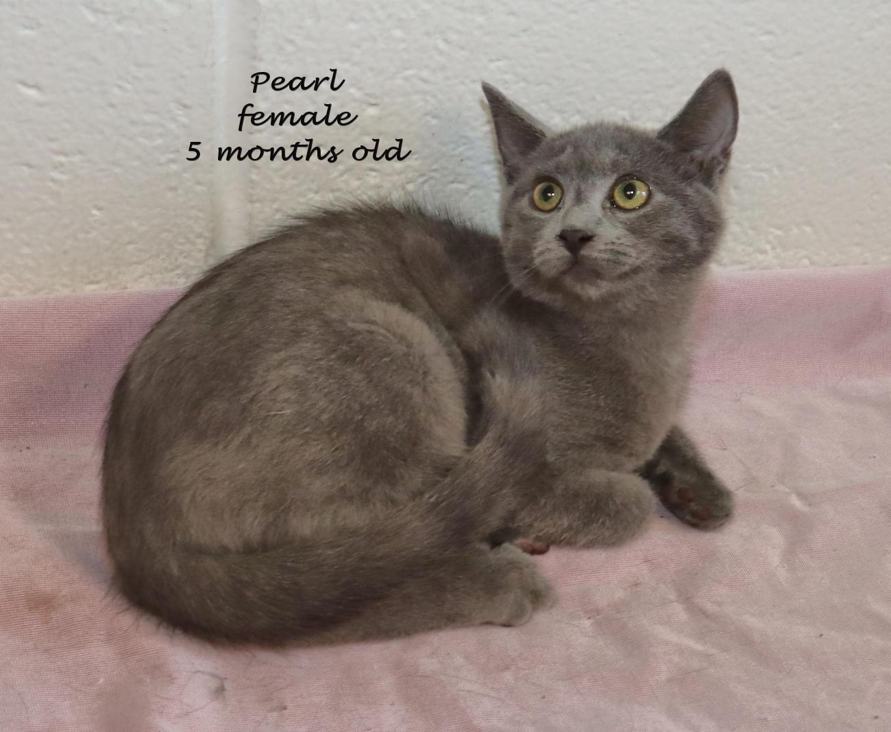 Enlarge Pearl, an adopted mixed breed in Euclid, OH image 2/6
