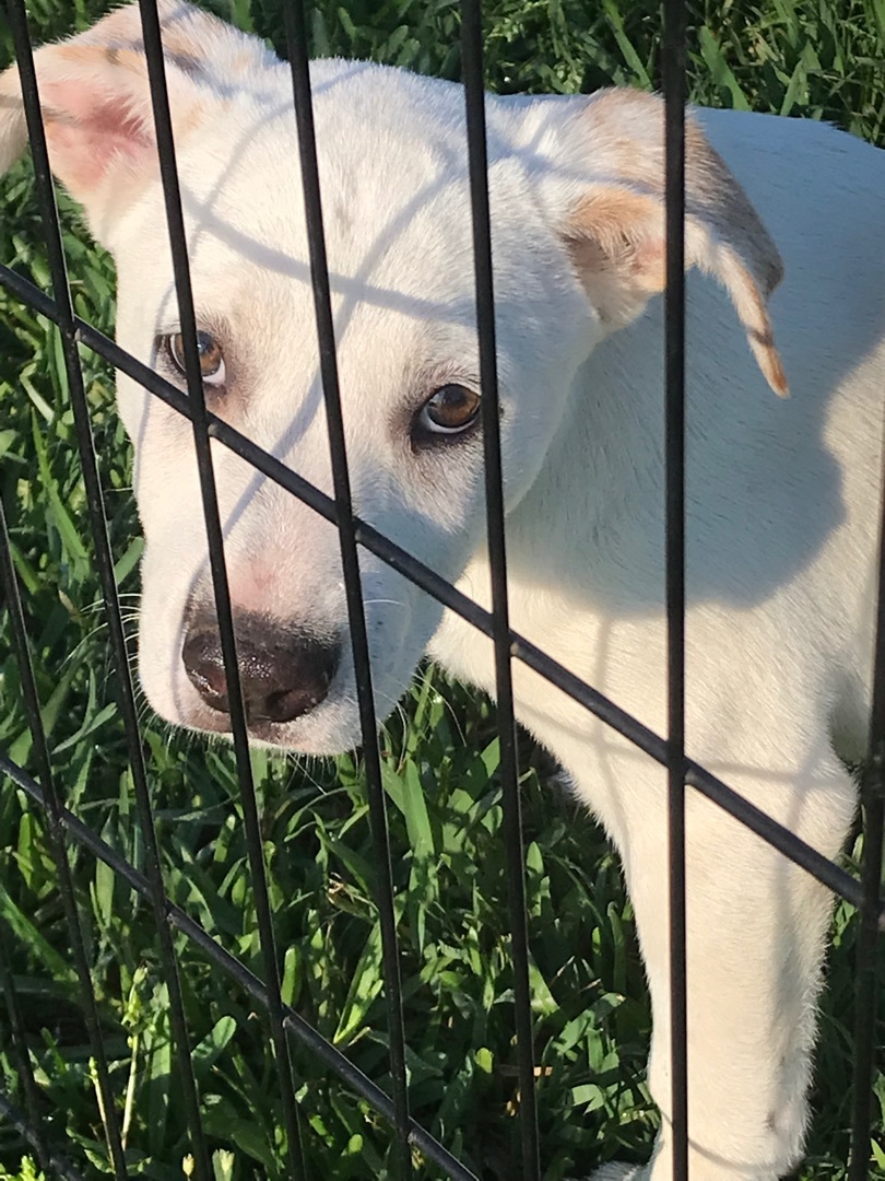 Enlarge Sky, a Adoptable mixed breed in Beaverton, OR image 1/3