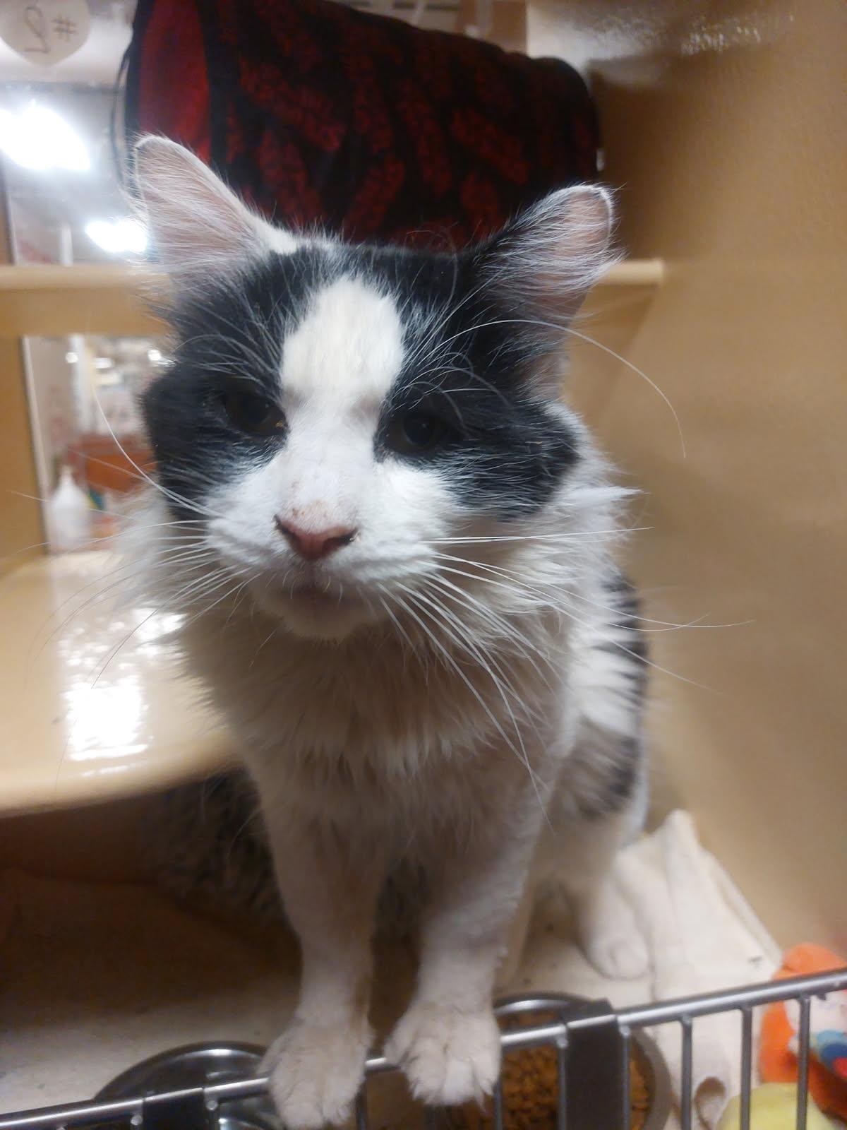 Fritz, ADOPTABLE, Adult Male Domestic Short Hair.