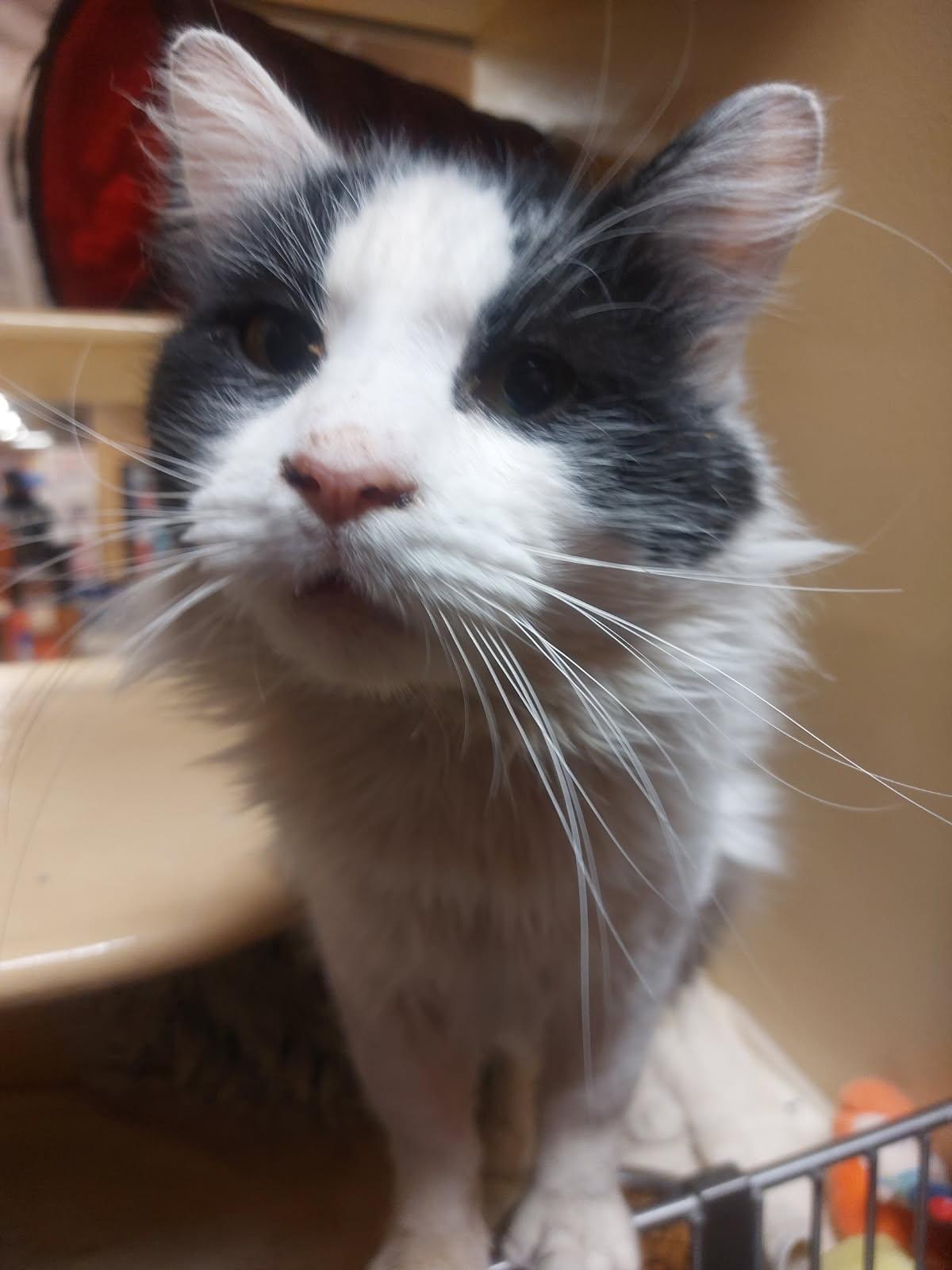 Enlarge Fritz, a ADOPTABLE Domestic Short Hair in Newton, MA image 2/2