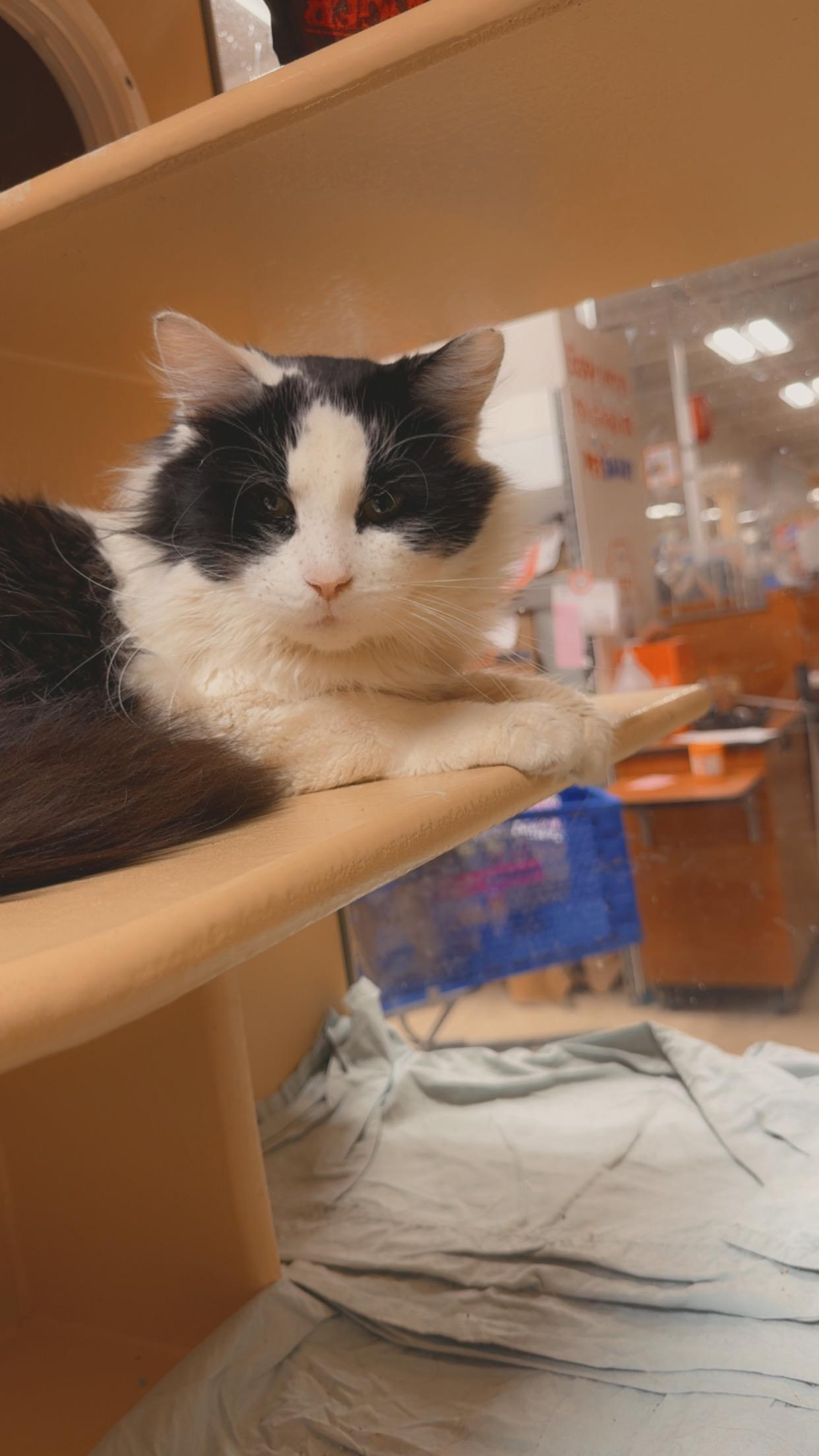 Enlarge Fritz, a ADOPTABLE Domestic Short Hair in Newton, MA image 2/3