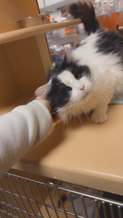 Enlarge Fritz, a ADOPTABLE Domestic Short Hair in Newton, MA video 3/3