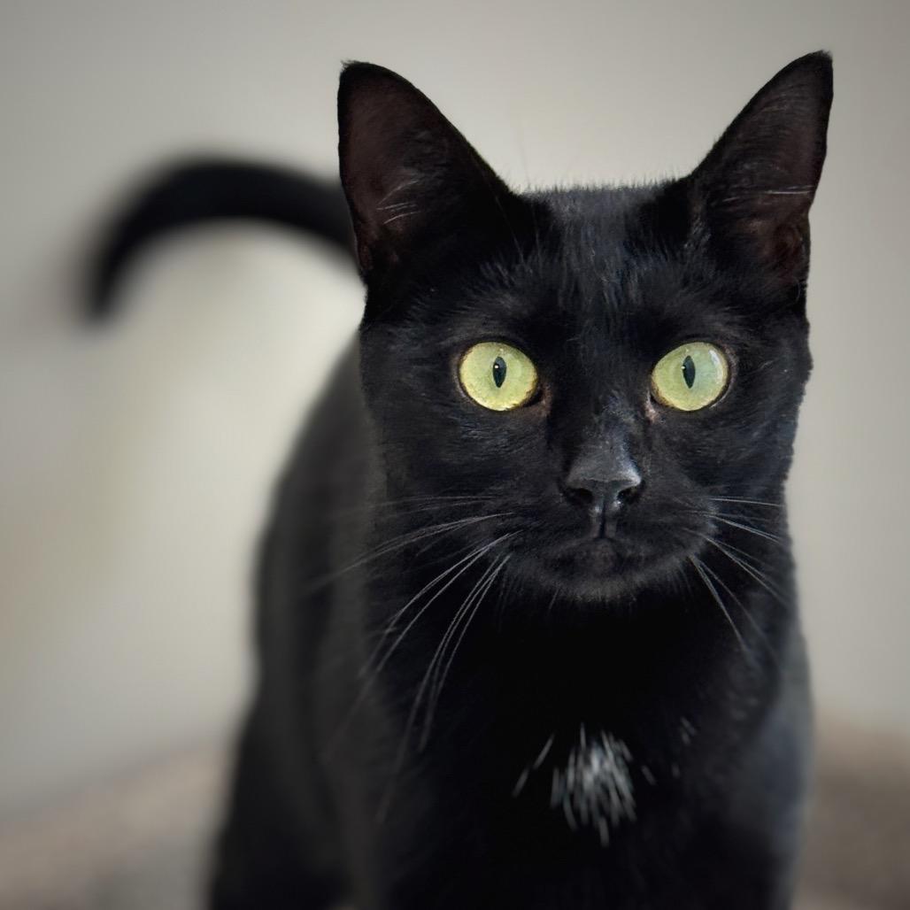 Angel, a Adoptable Domestic Short Hair in Cumming, GA image 1/5