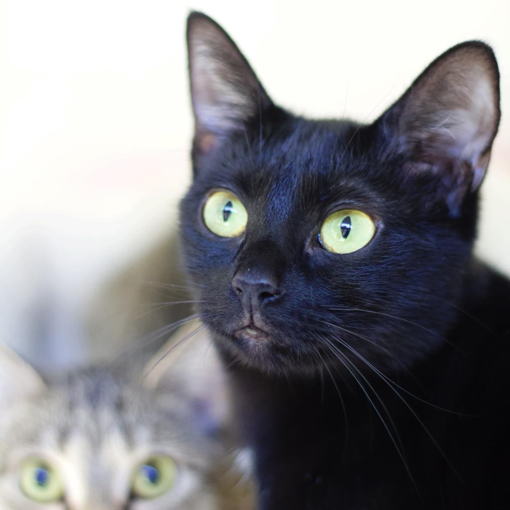 Angel, a Adoptable Domestic Short Hair in Cumming, GA image 2/5