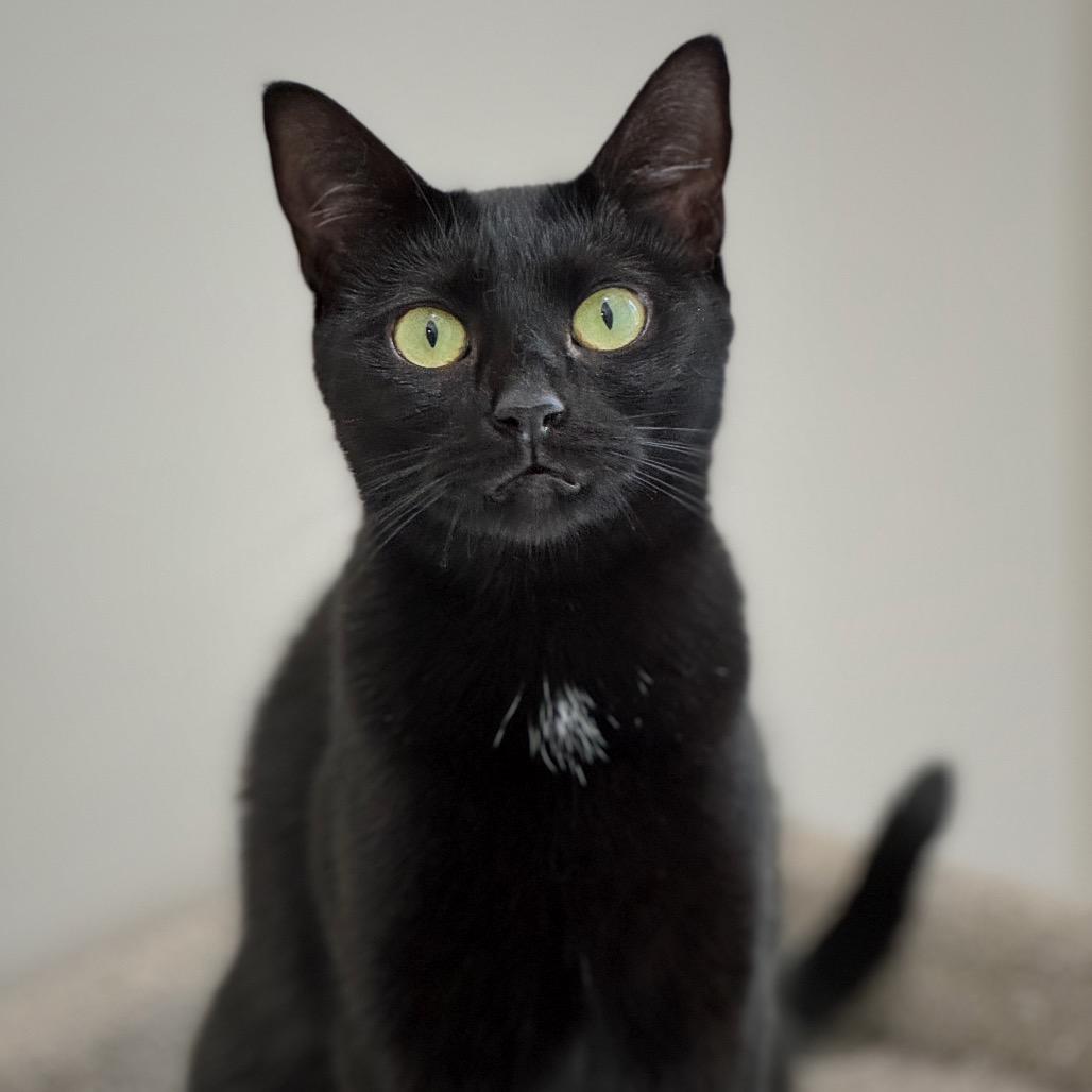 Angel, a Adoptable Domestic Short Hair in Cumming, GA image 3/5